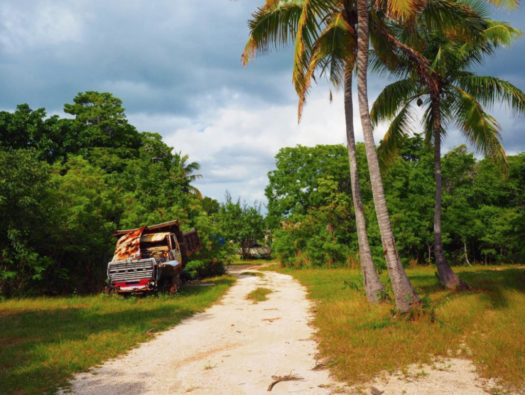 photo of tree and truck 