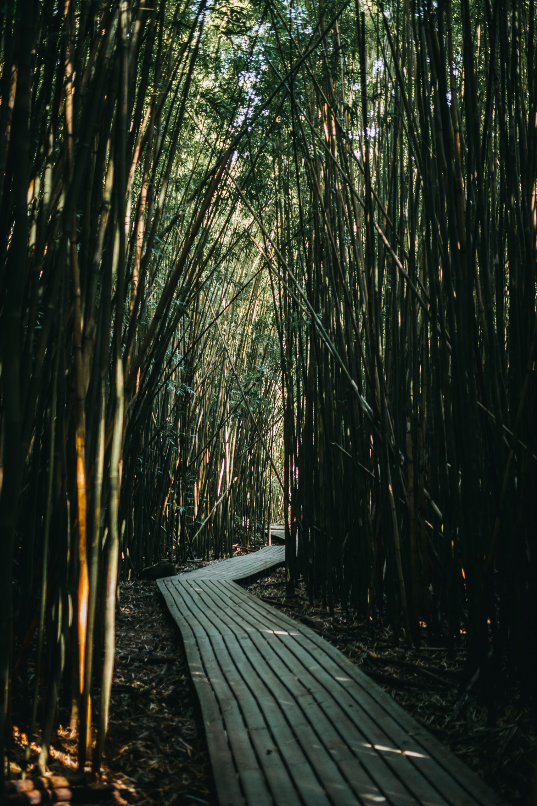 bamboo forest in maui