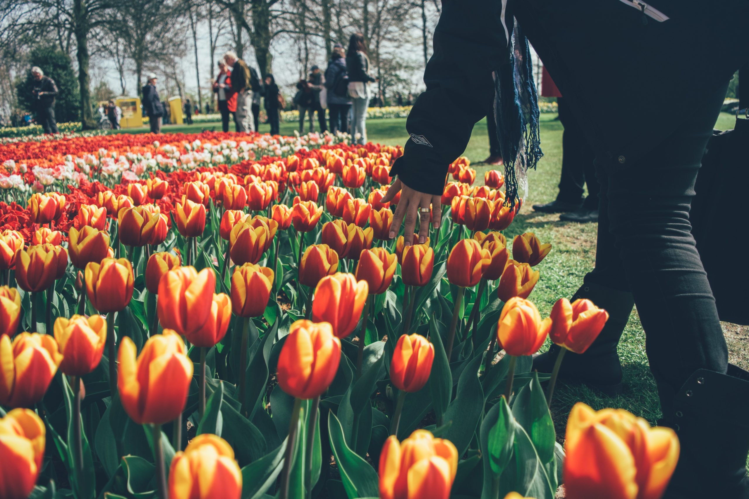 tulips in Keukenhof Garden in the netherlands