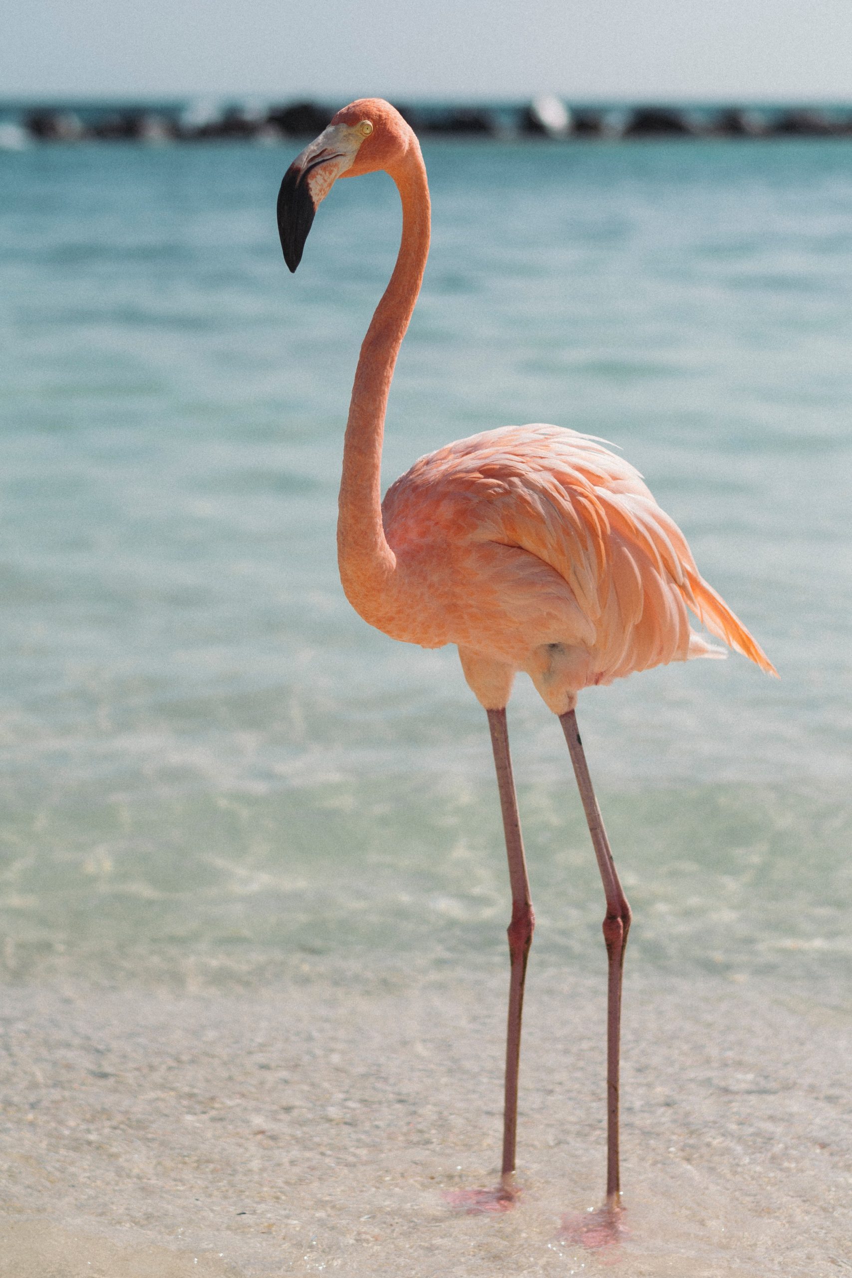 flamingo on a beach in a safe caribbean island in Aruba