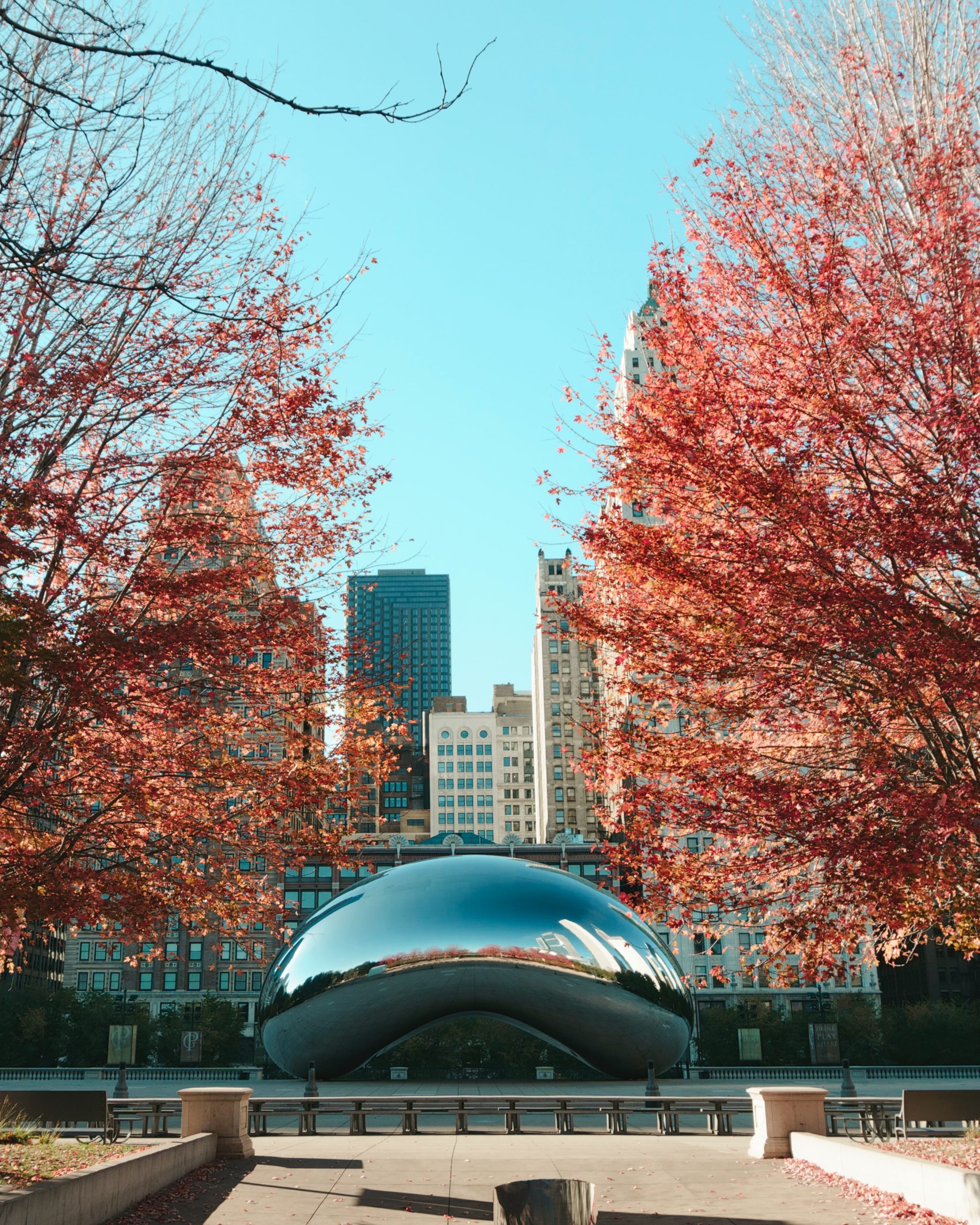 trees and bean in Chicago, Illinois in the united states