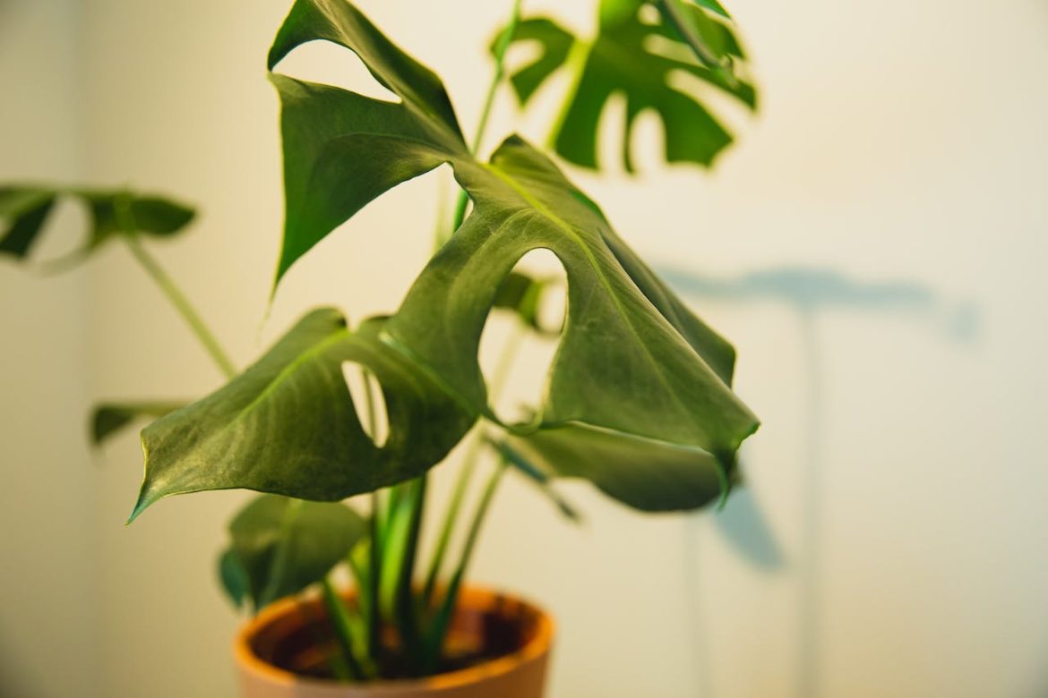 Green Oasis: The Remarkable Benefits of Plants in Your Home